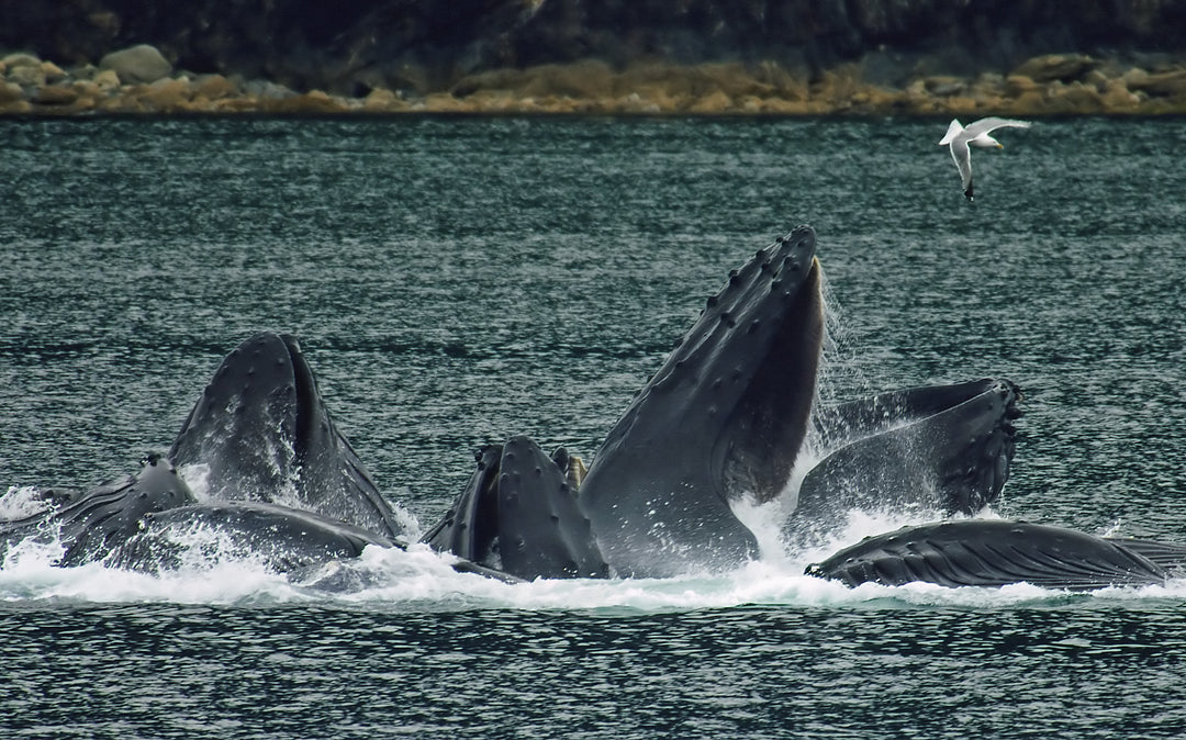 10 Ways to Help Save the Ocean Right Now